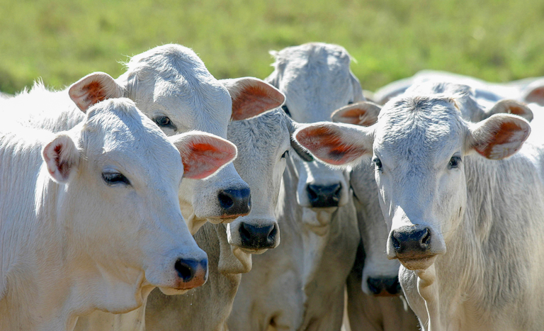 Governo amplia acesso ao crédito para melhoramento genético da pecuária sustentável