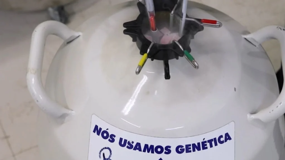 Index Asbia mostra que a inseminação artificial já chega a 81% dos municípios brasileiros