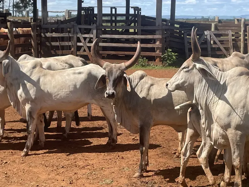 Secretaria de Agricultura de SP lança programa de melhoramento genético do gado Guzerá