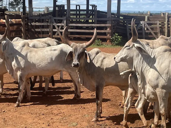 Secretaria de Agricultura de SP lança programa de melhoramento genético do gado Guzerá