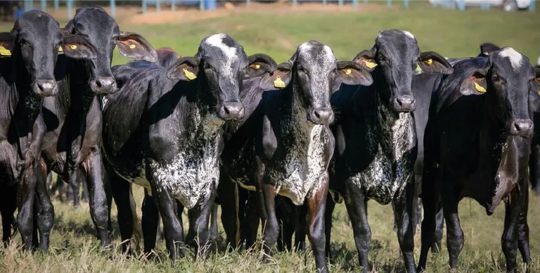 MDA lança cartilha sobre Acesso ao crédito para transferência de embriões de gado leiteiro