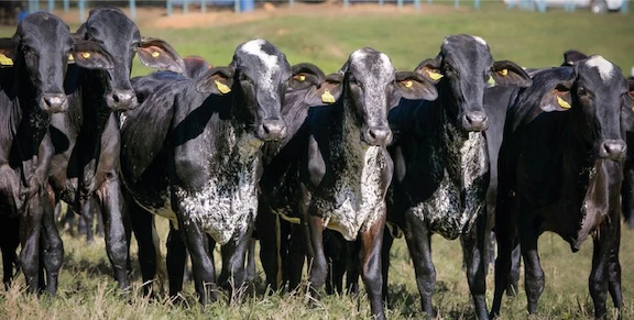 MDA lança cartilha sobre Acesso ao crédito para transferência de embriões de gado leiteiro